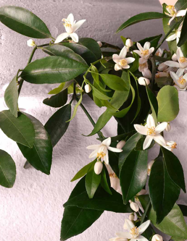 DOLCE & GABBANA DEVOTION EAU DE...