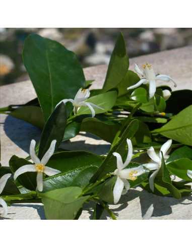 DOLCE&GABBANA DEVOTION EDP