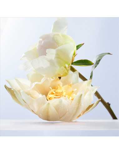 BVLGARI OMNIA CRYSTALLINE EDT