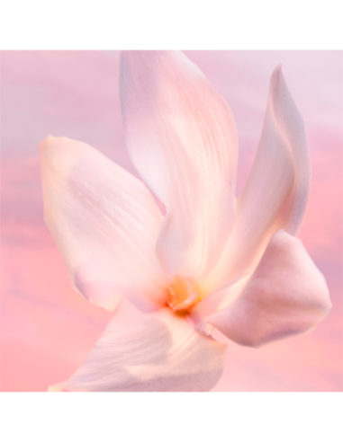 LANCOME LA VIE EST BELLE VANILLE NUDE...